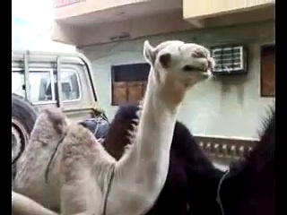 camel Laughing