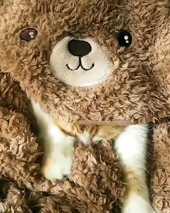 Funny Cat | Funny Animal | Funny Clip