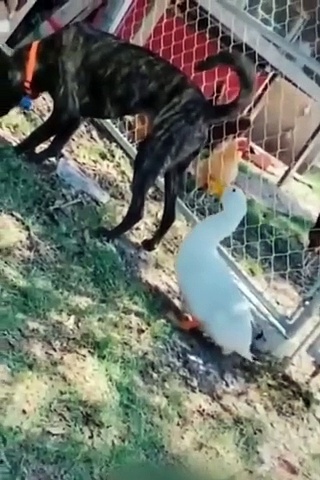 Funny funny #fun#funny animals video