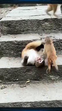 Fun with monkeys #fun #animals